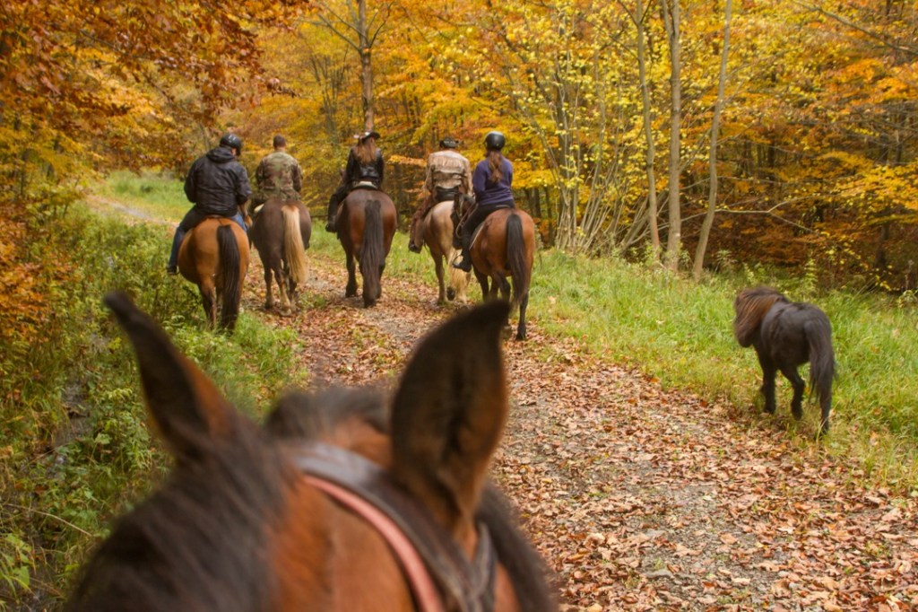 Horse Riding Tours Slovakia